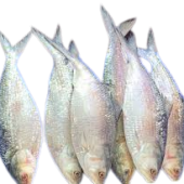hilsa_fish